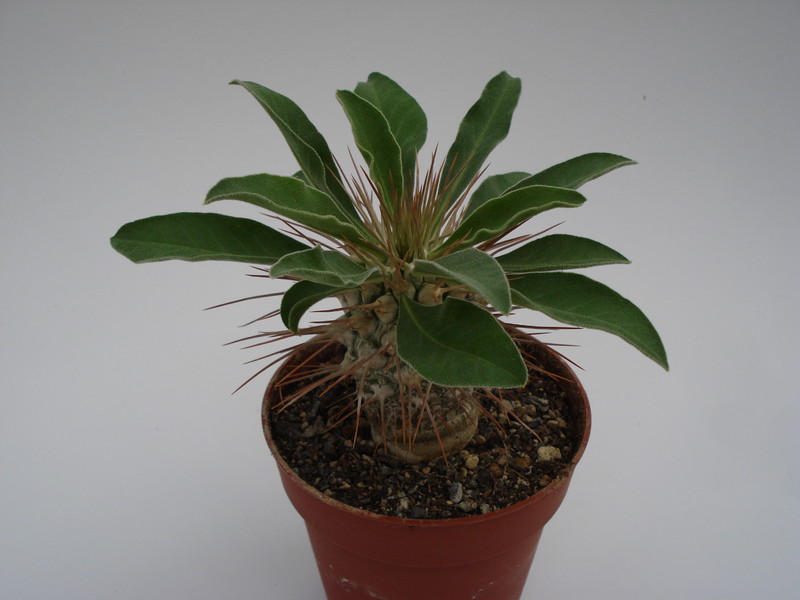 pachypodium namaquanum 746