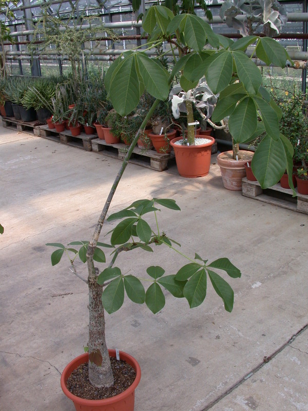 bombax ellipticum 5676