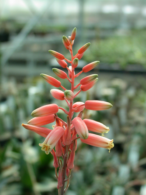 aloe parvula x descoingnsii es3220 01