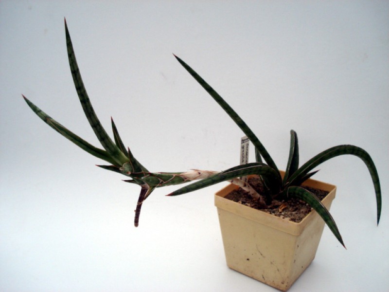 sansevieria gracile 4776