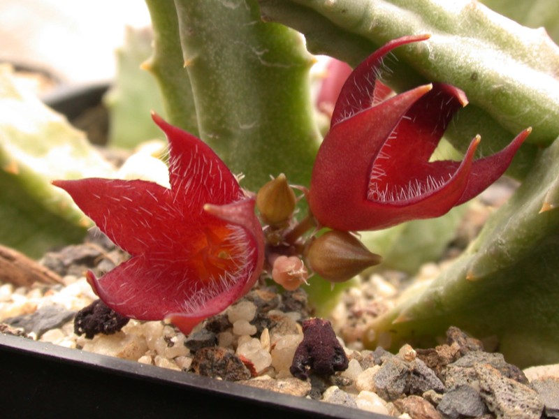 stapeliopsis saxatilis pvb 1089 03