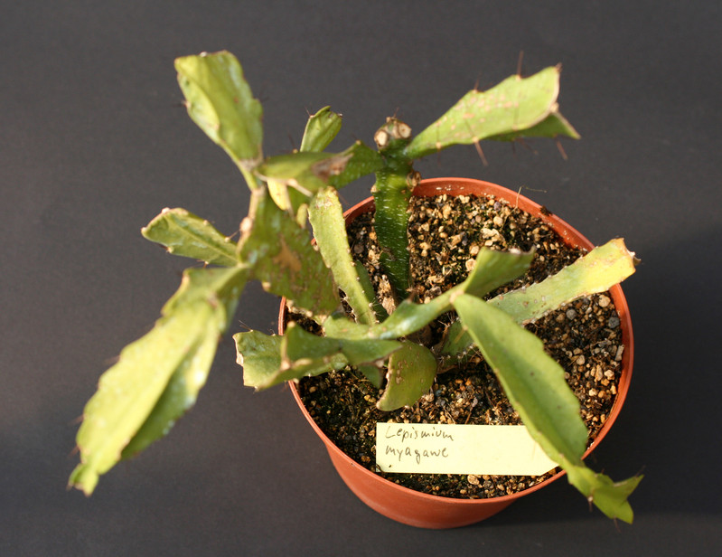 lepismium myagawe 0382
