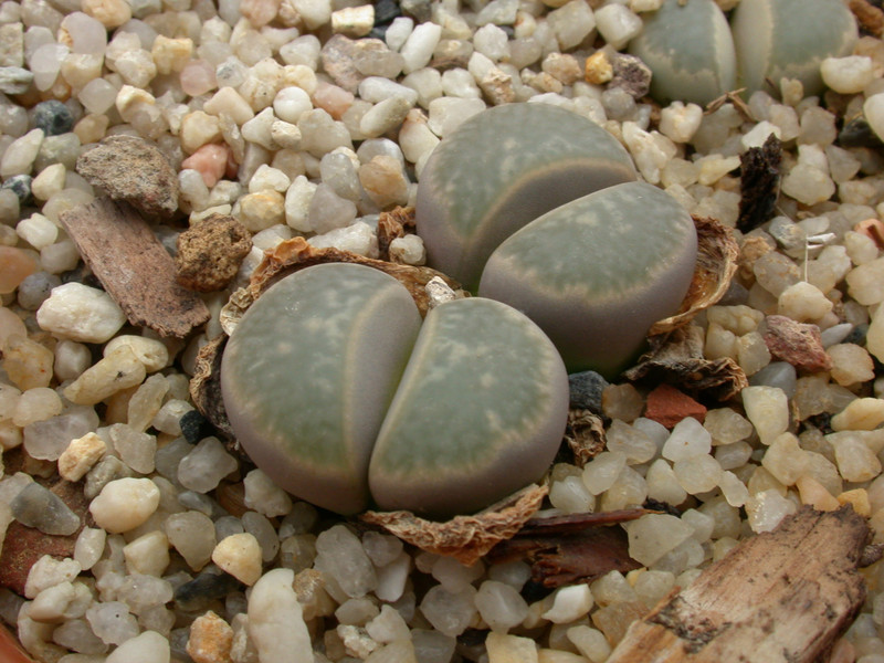 lithops geyeri 03