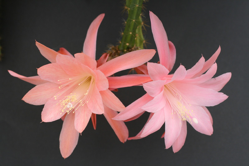 aporocactus wendy 0495