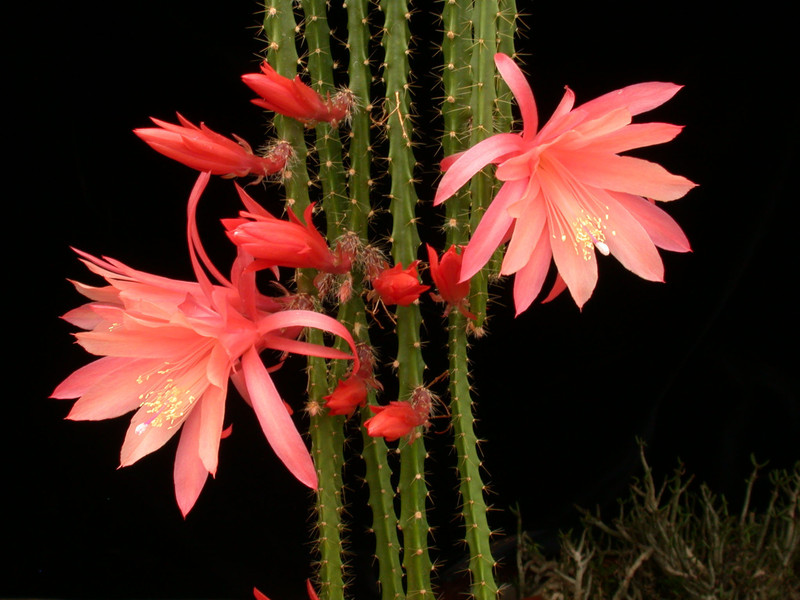 aporocactus myrna corbett 04