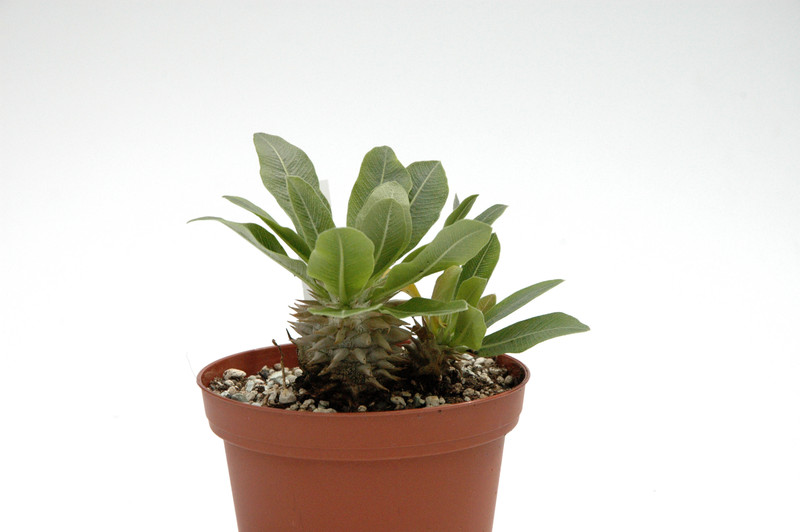 pachypodium eburneum 05