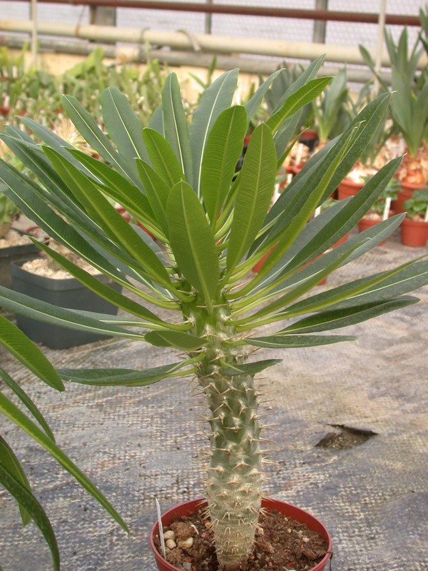 pachypodium fiherense 02