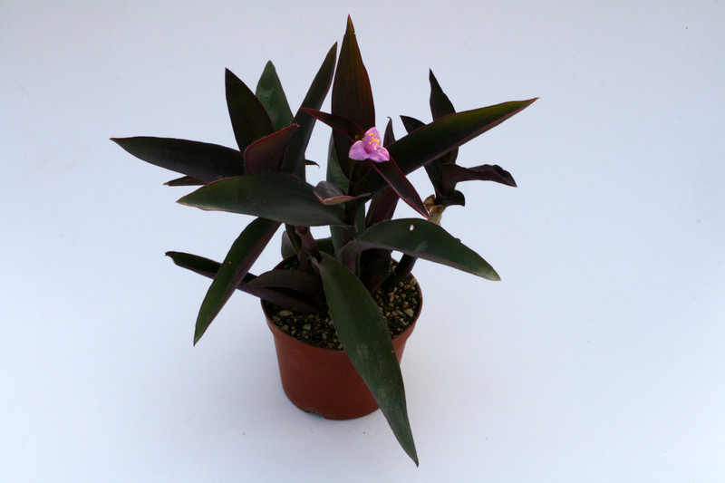 tradescantia rubinsword 0868