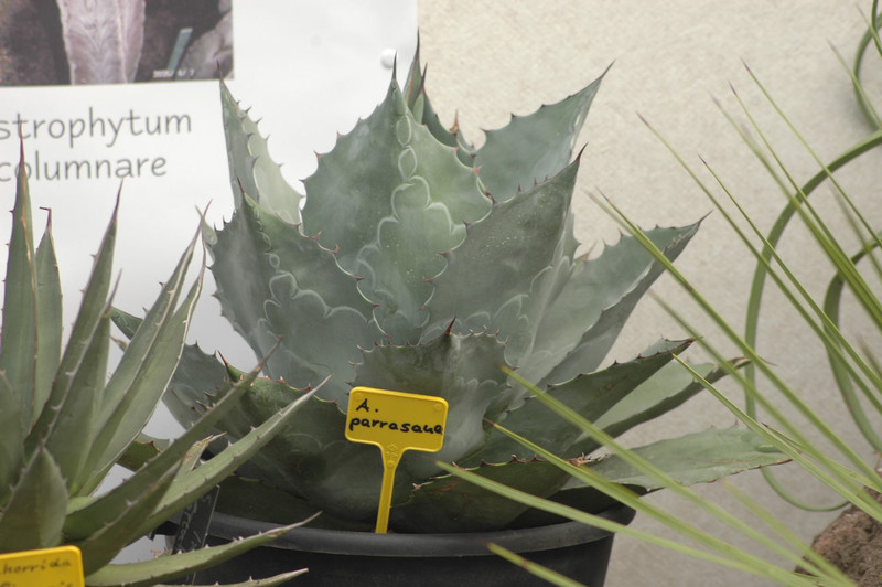 agave parrasana