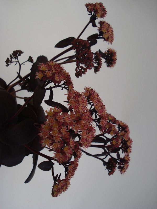 sedum purple emperor 680