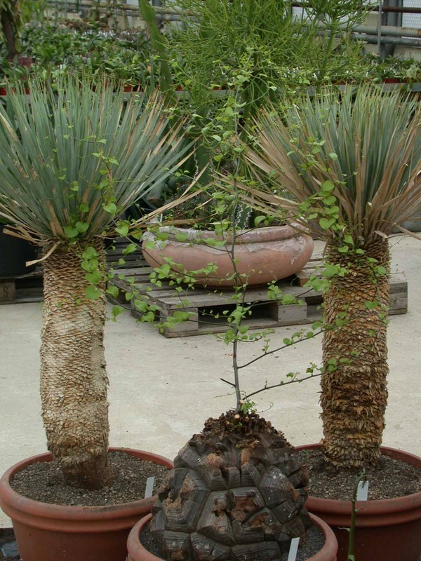 testudinaria macrostachya1