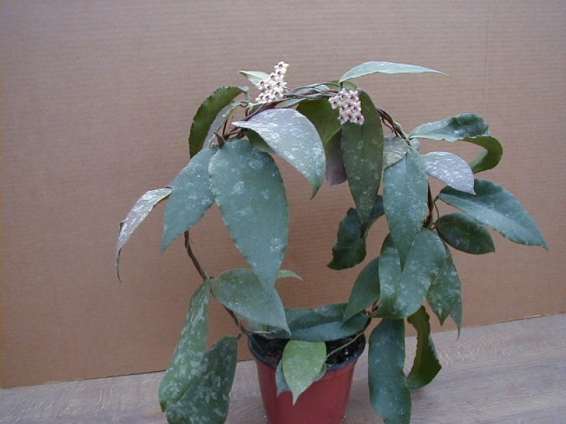 hoya caudata plant