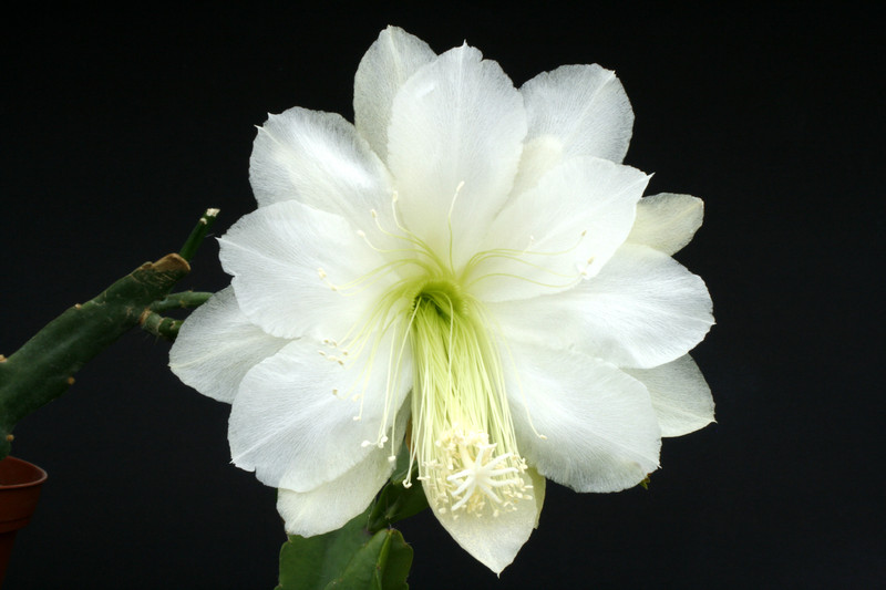 eh white magic 9730 4913