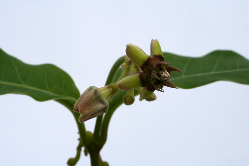 raphionacme angolensis 0649