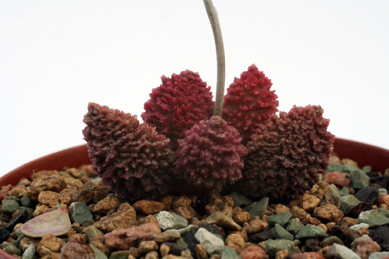 adromischus herrei 0089