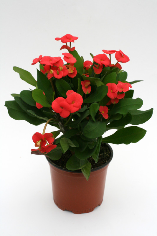 euphorbia milii themis 1164