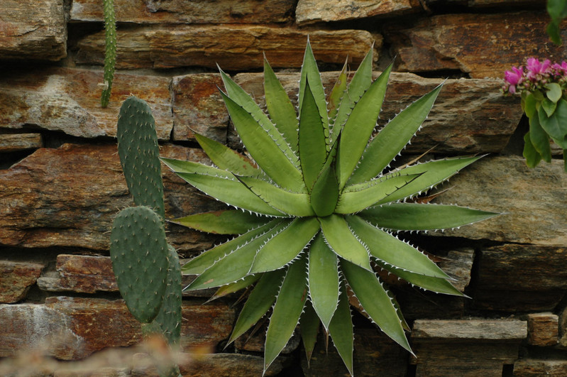 agave shawii 01