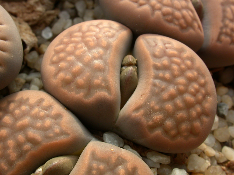lithops hallii braun c136 04
