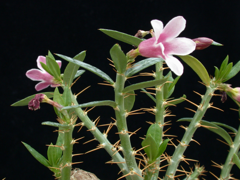 pachypodium bispinosum 05