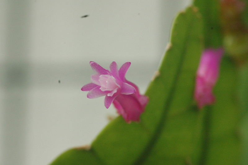 disocactus amazonicus pino 97 17 341 9368