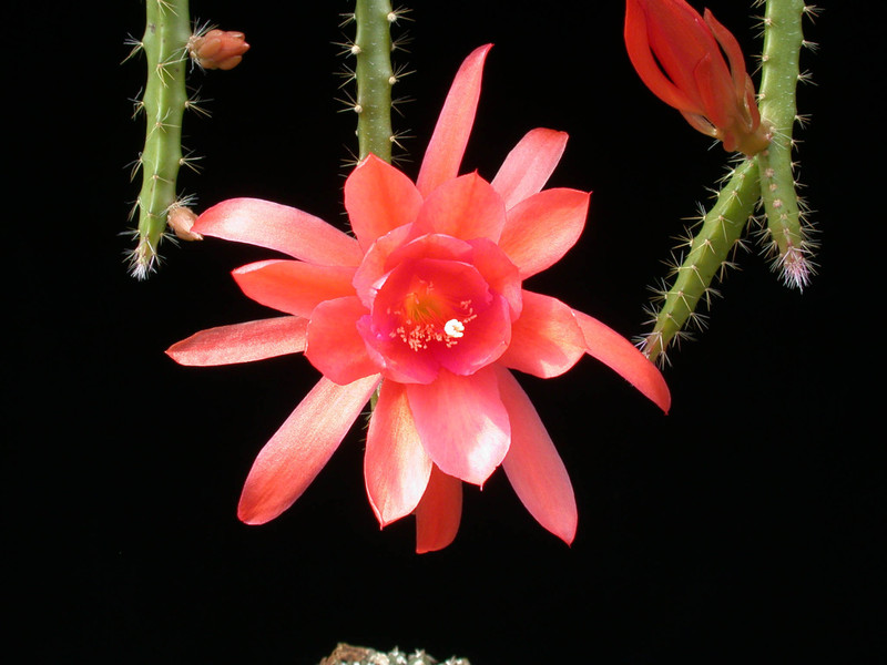 aporocactus nayla naja 01