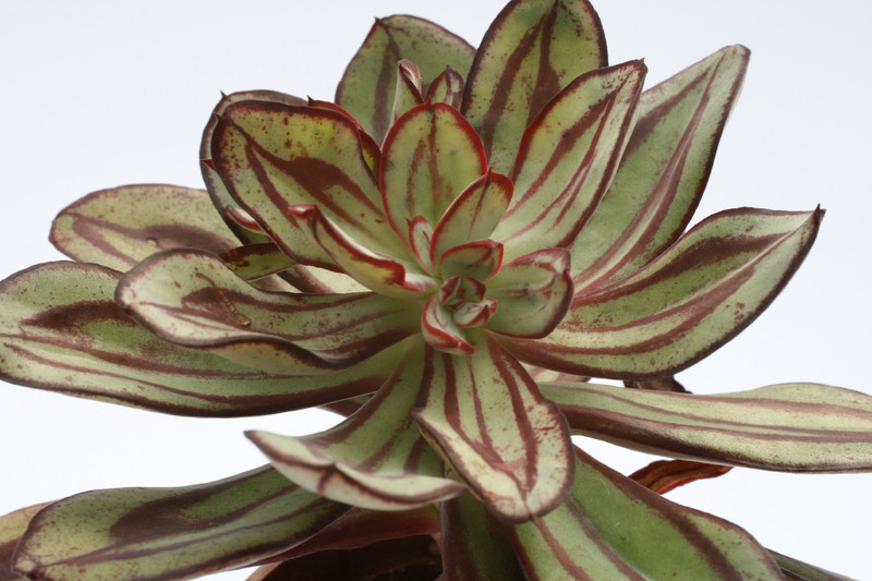 echeveria nodulosa painted beauty 7934