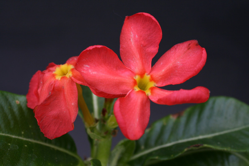 pachypodium baronii windsori 2906