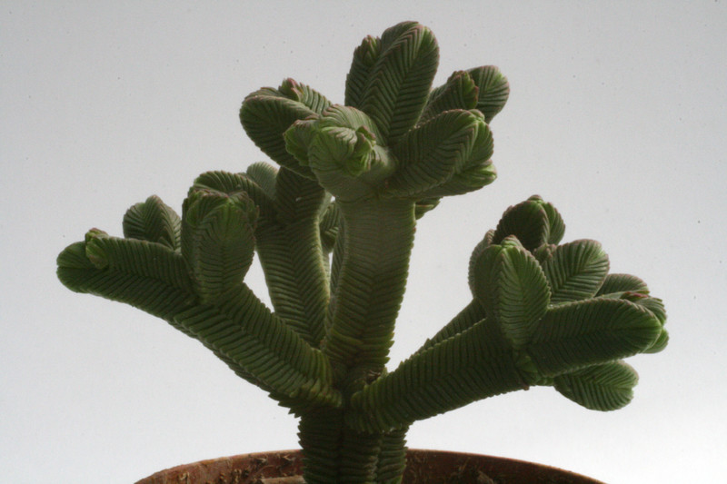 crassula pyramidalis 0198