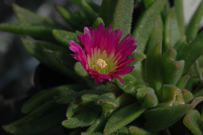delosperma sutherlandii 02