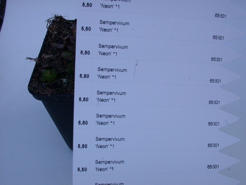 sempervivum neon 5758
