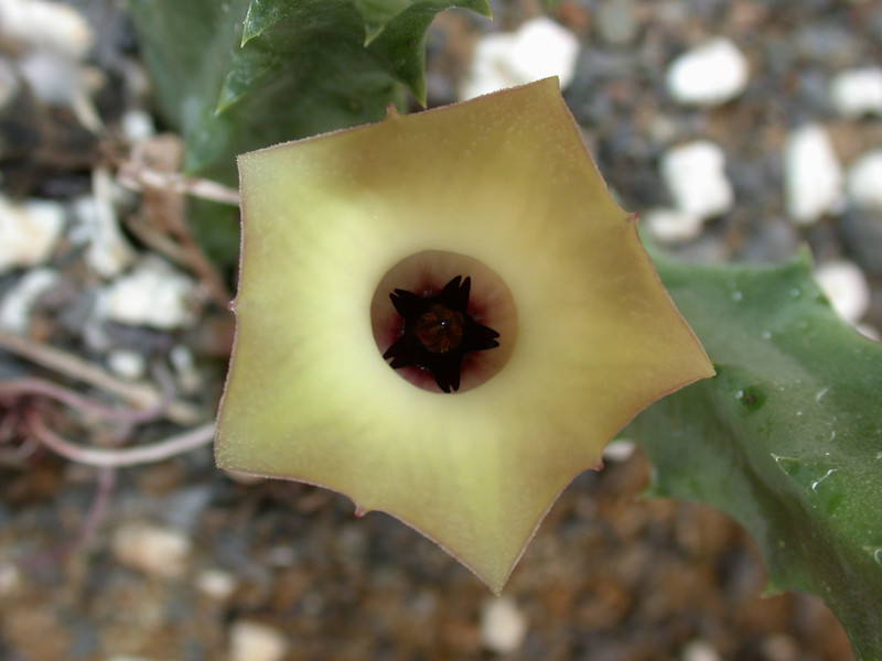 huernia bayeri d1669 groendal 02
