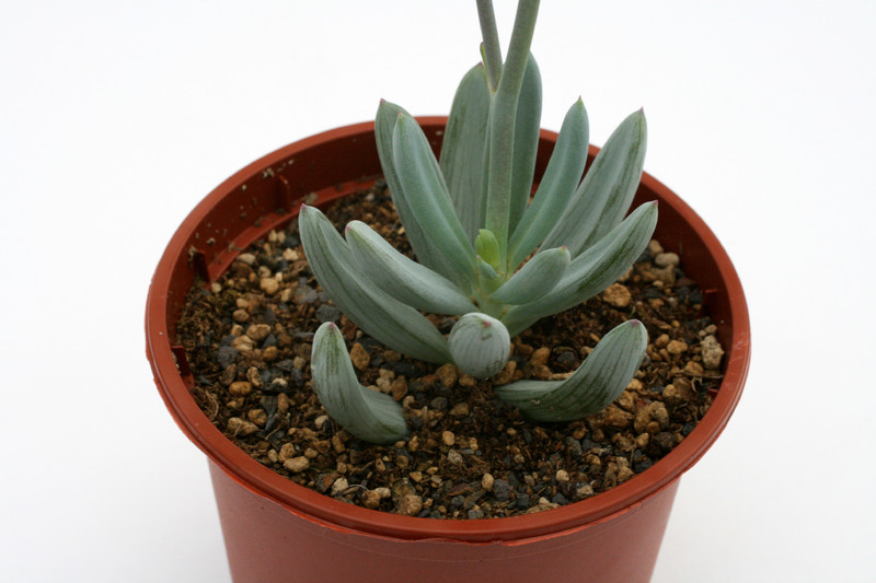 senecio serpens 1210