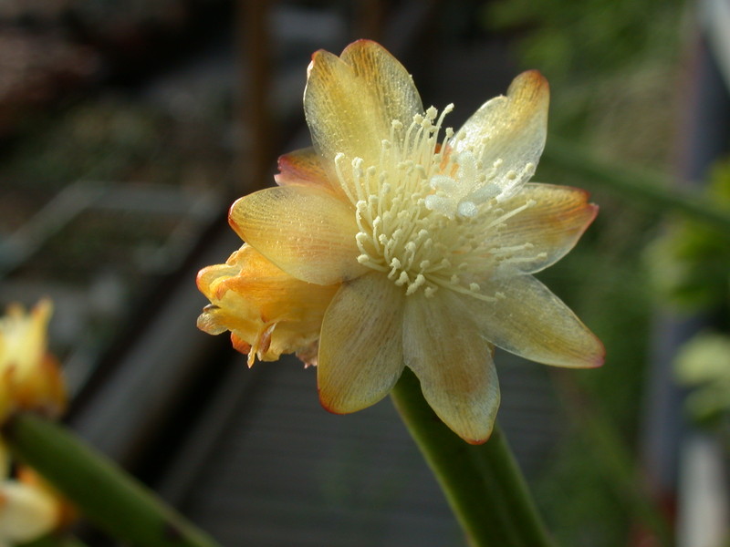 rhipsalis dissimilis 8926