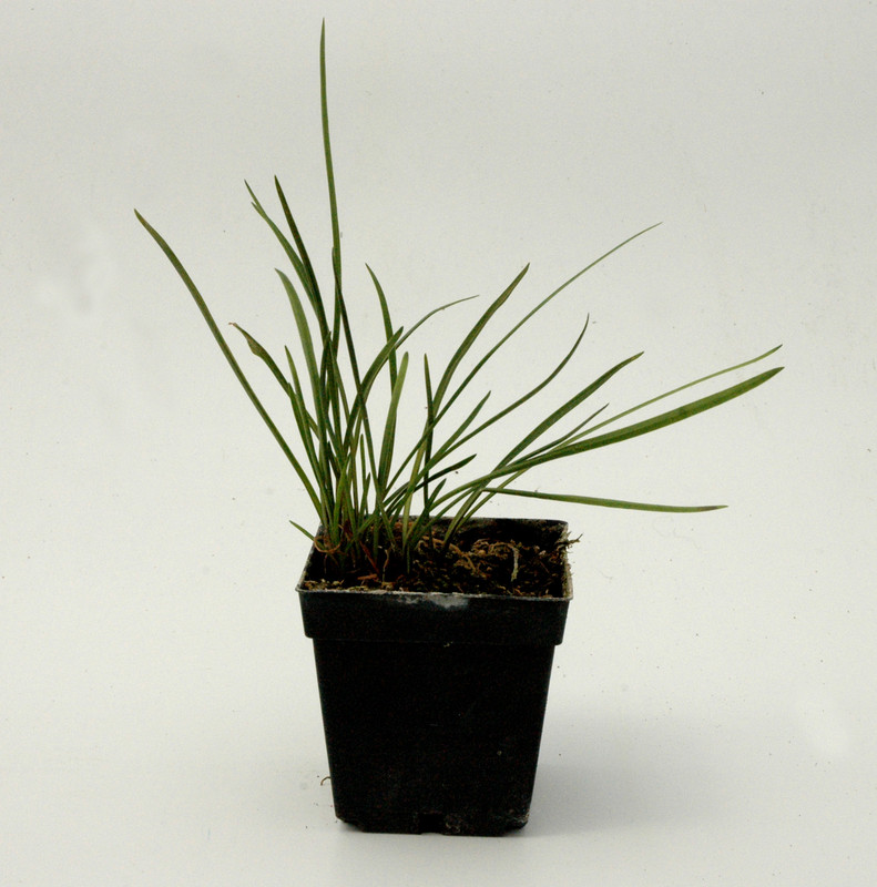 agapanthus inapertus liliput 02