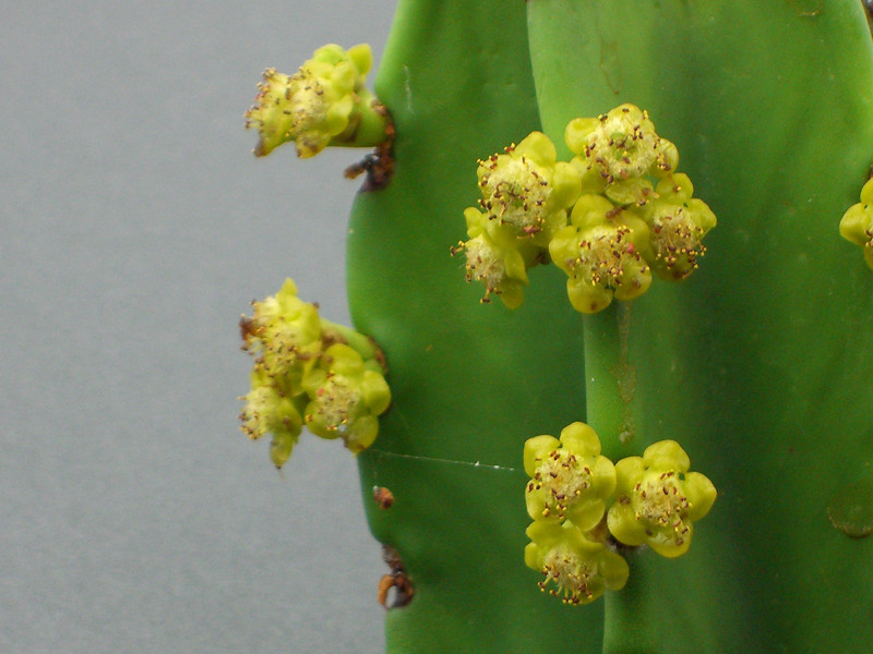 euphorbia ingens 1849