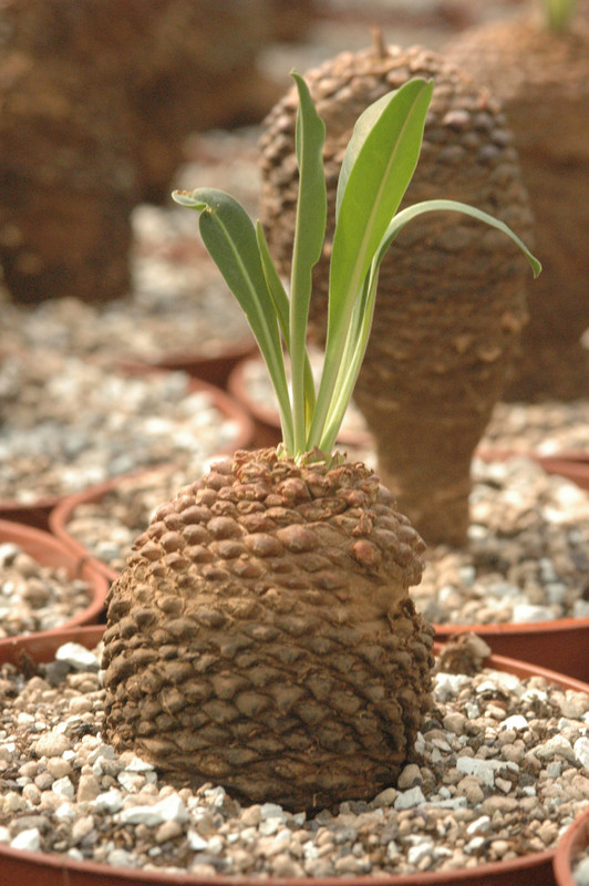 euphorbia bupleurifolia 07