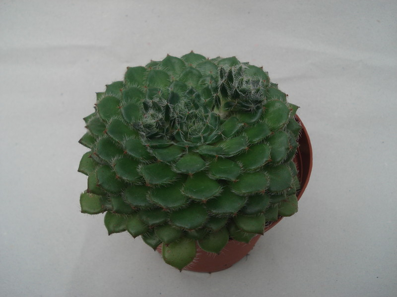 echeveria ciliata 8286