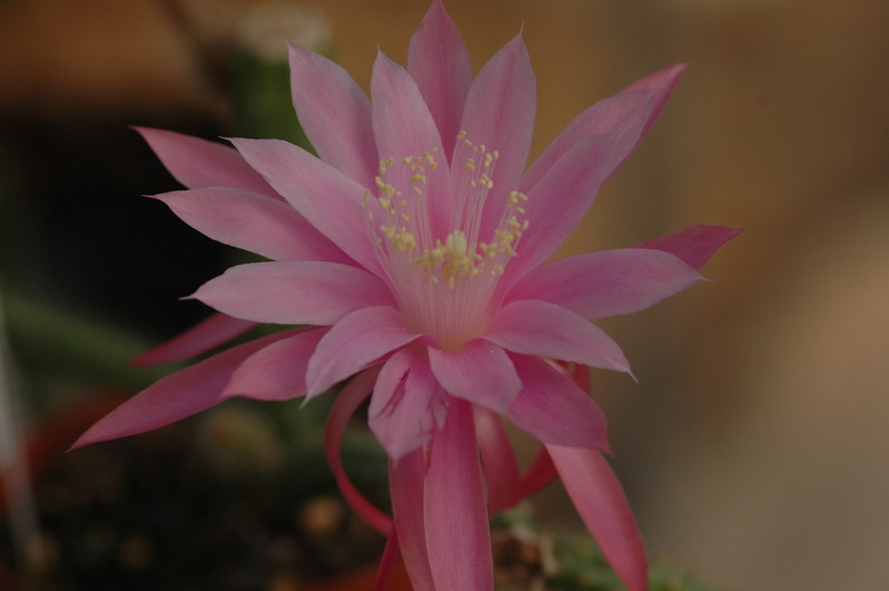 aporocactus royal silk 1302