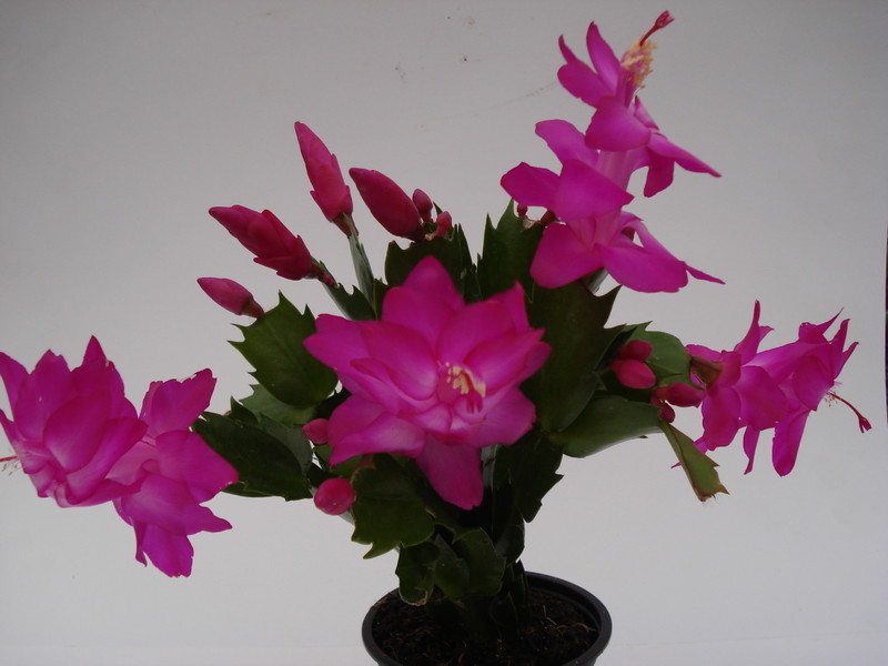 schlumbergera carneval brazil 1585