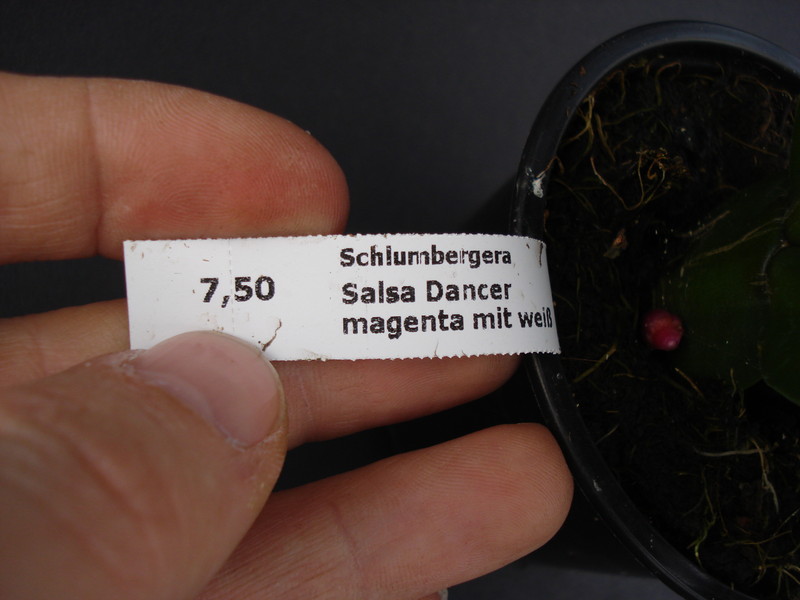 schlumbergera salsa dancer 1624