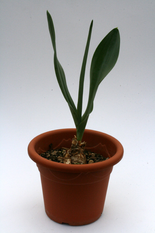 urginea maritima 0713