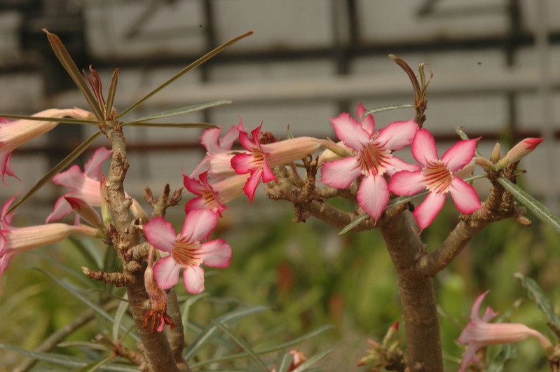 adenium somalense 12