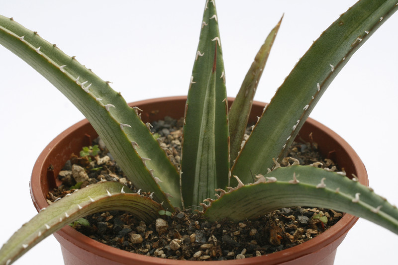 agave difformis 7844