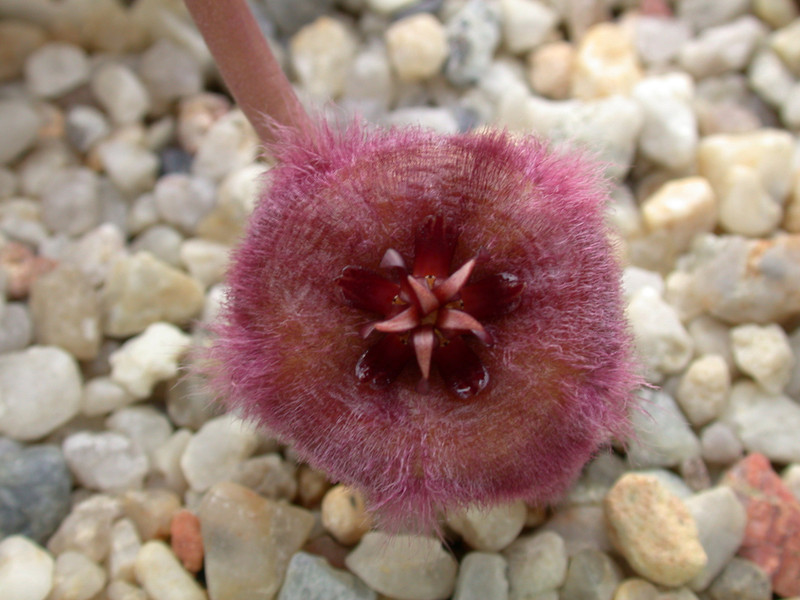 stapelia obducta cockscomb peak 01