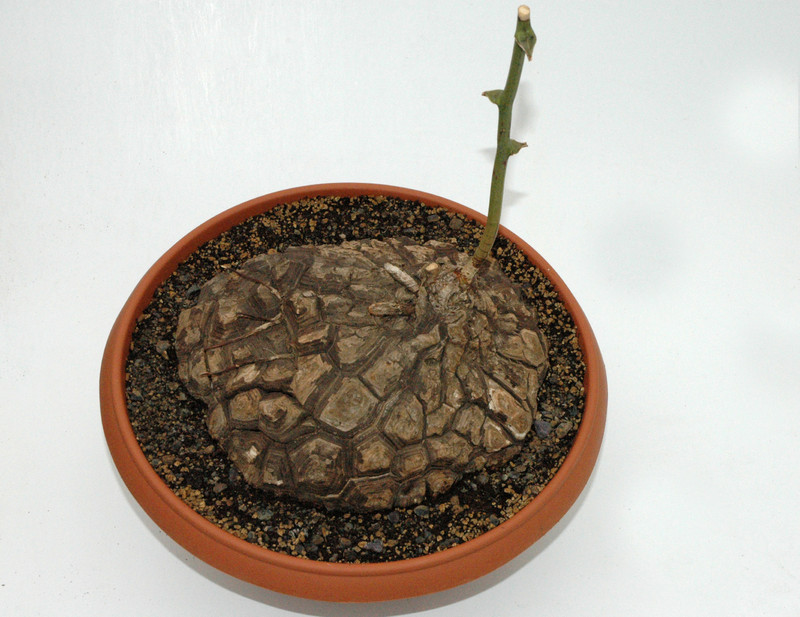 dioscorea mexicana 01