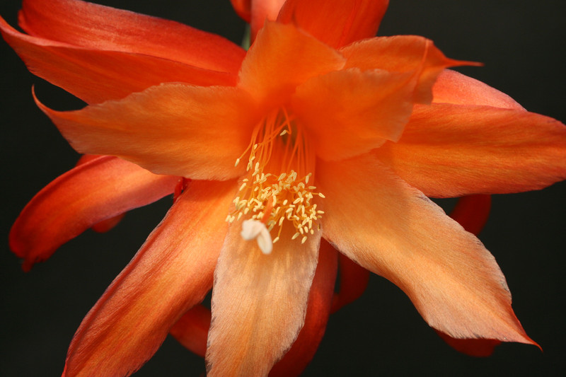 aporocactus discovery 0023