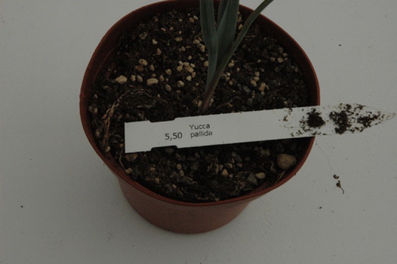 yucca pallida 03
