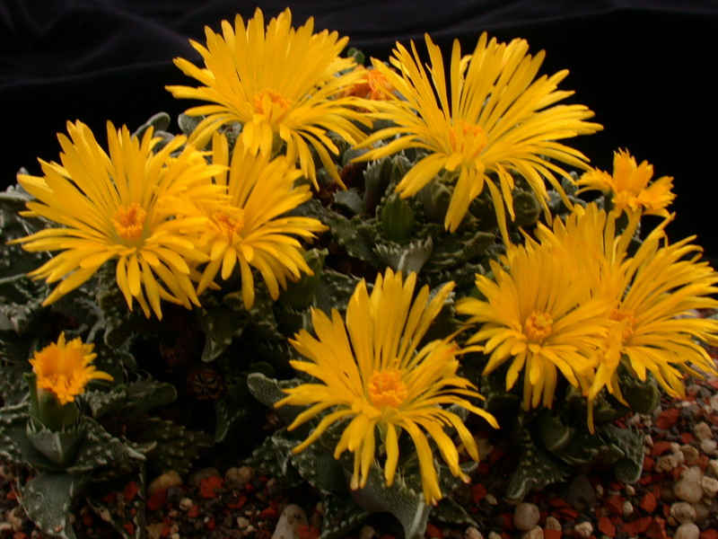 faucaria tuberculosa 3765