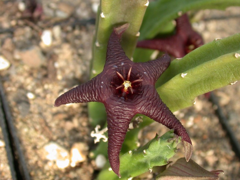 stapelia baylissii oudekraal 05