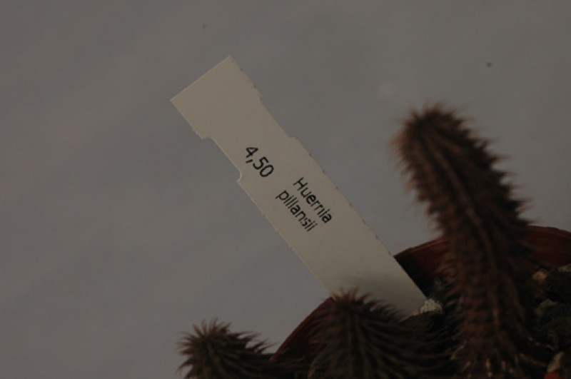 huernia pillansii 09